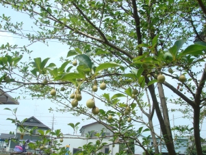 DSC02184